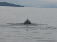 Humpback Whale